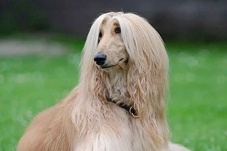 A Afghan Hound, a large dog of the hound group