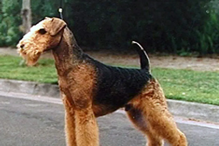 A Airedale Terrier, a large dog of the terrier group
