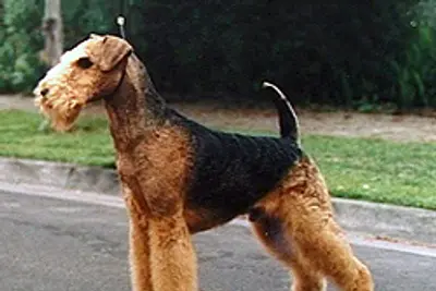 A Airedale Terrier