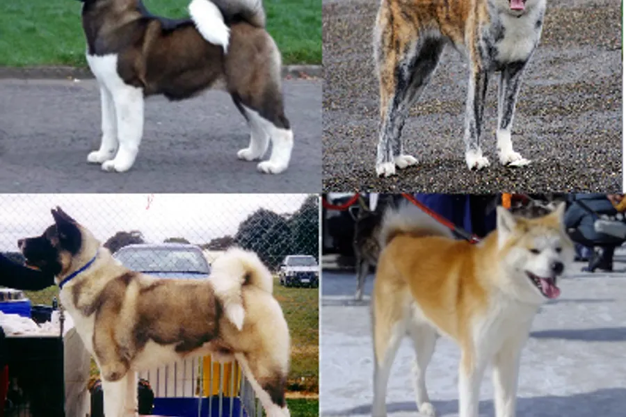 A Akita, a large dog of the working group