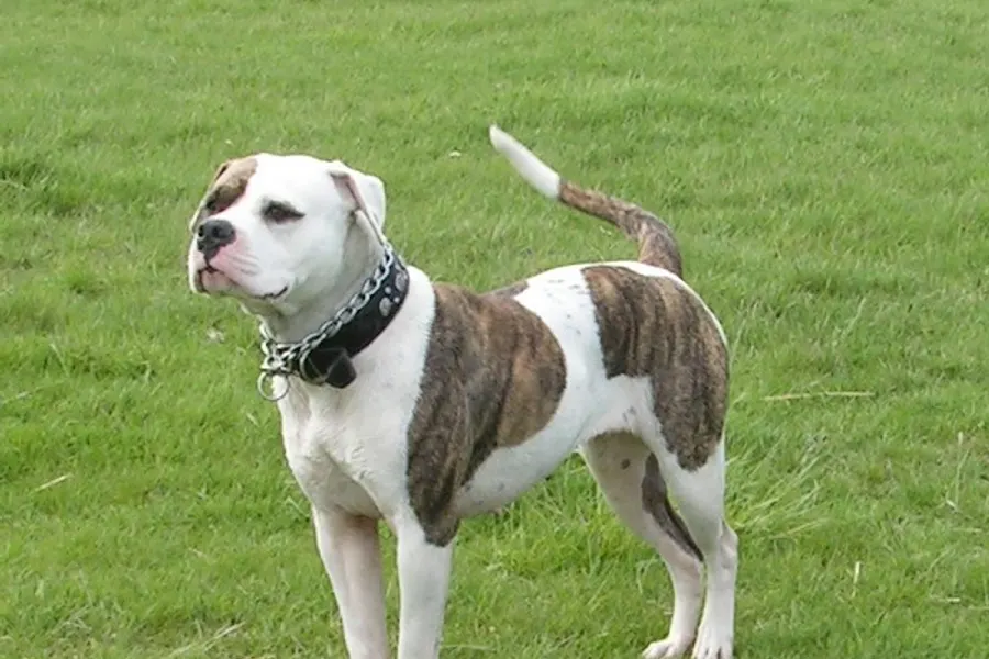 A American Bulldog, a large dog of the foundation stock service group
