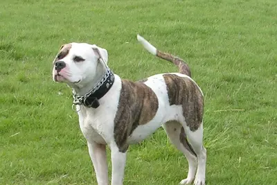 A American Bulldog