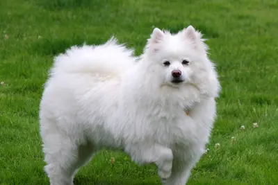 A American Eskimo Dog