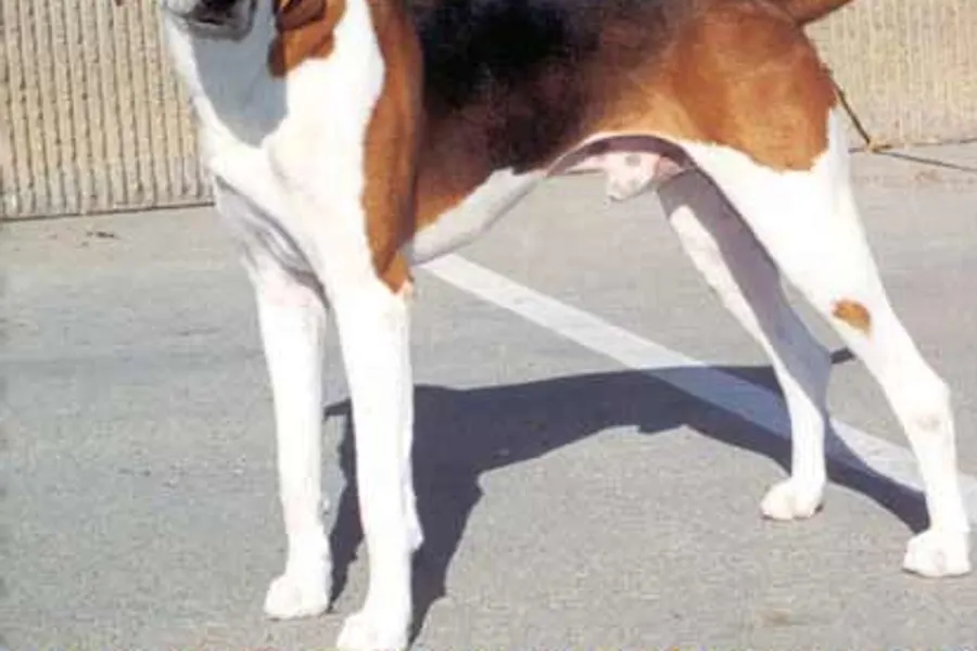 A American Foxhound, a large dog of the hound group
