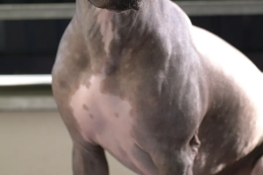 A American Hairless Terrier, a small dog of the terrier group