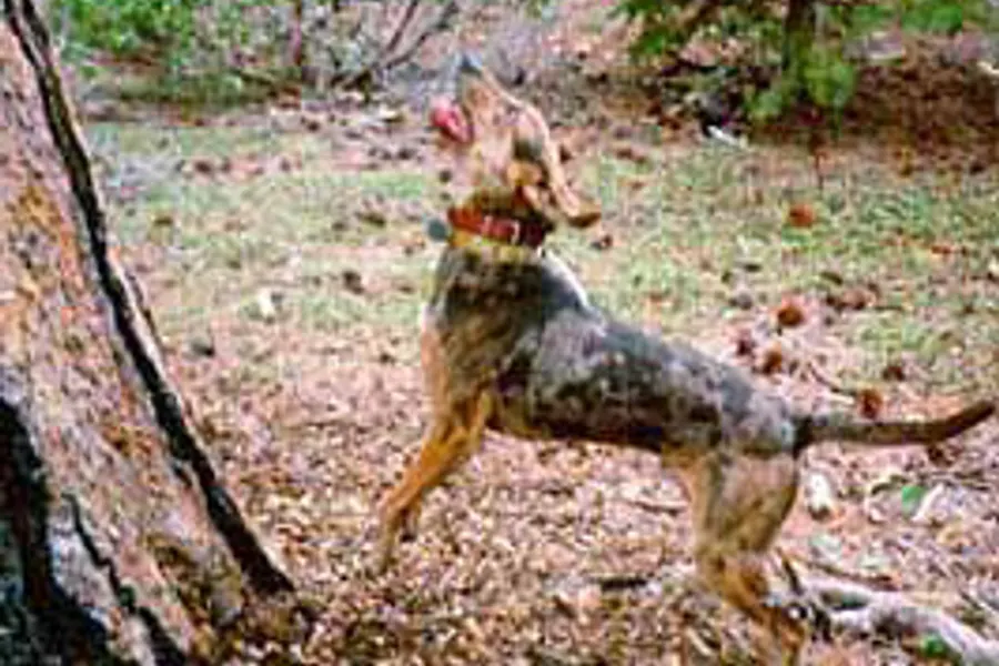 A American Leopard Hound, a large dog of the foundation stock service group