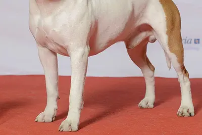 A American Staffordshire Terrier