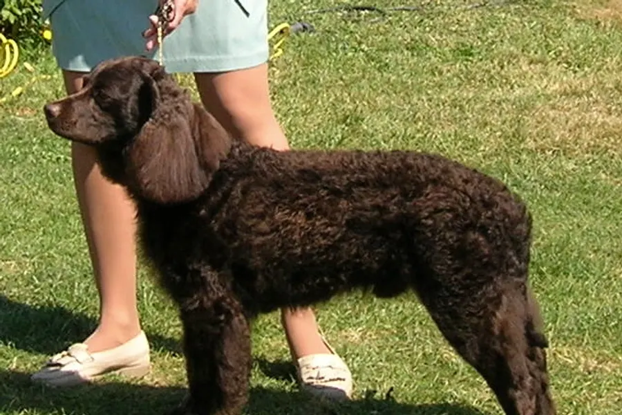 A American Water Spaniel, a medium dog of the sporting group