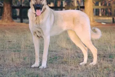 A Anatolian Shepherd Dog