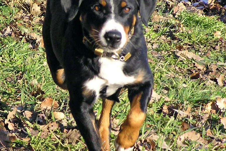 A Appenzeller Sennenhund, a large dog of the foundation stock service group