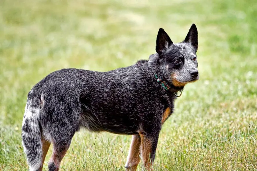 A Australian Cattle Dog, a medium dog of the herding group