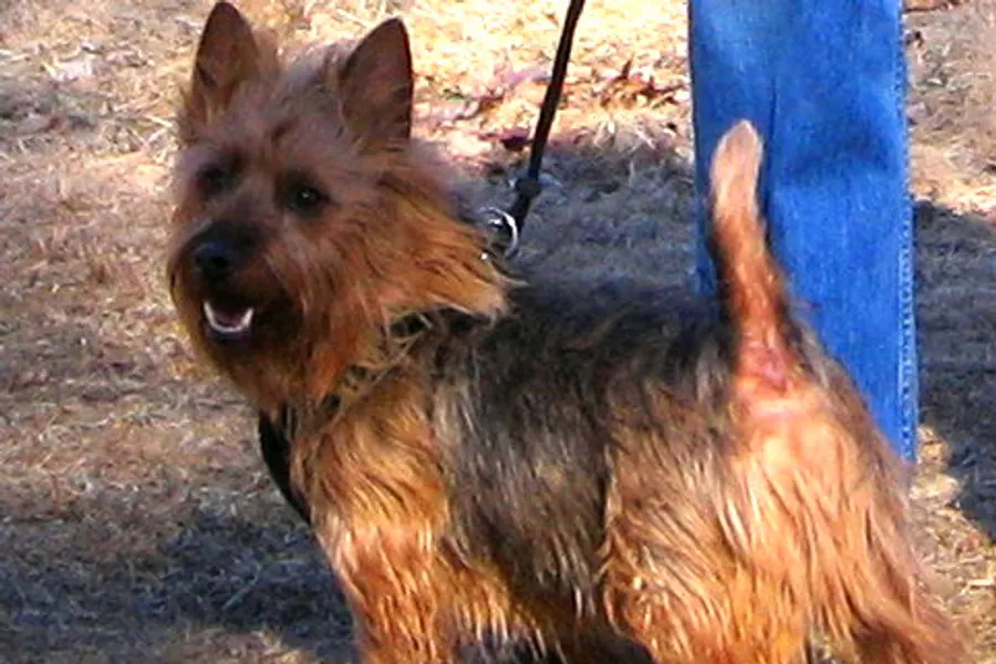 A Australian Terrier, a small dog of the terrier group