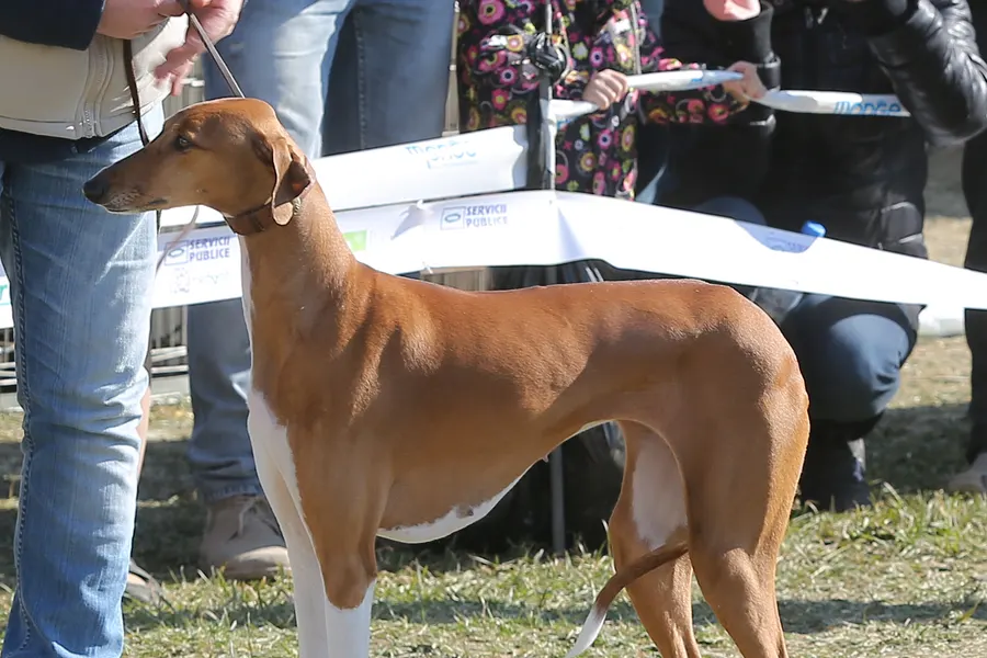 A Azawakh, a medium dog of the hound group