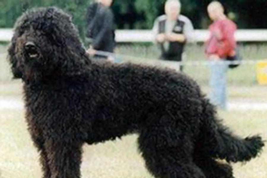 A Barbet, a large dog of the sporting group