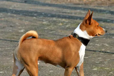 A Basenji