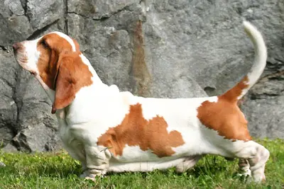A Basset Hound