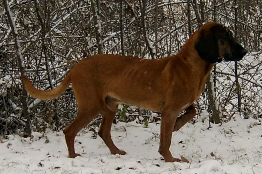 A Bavarian Mountain Scent Hound, a large dog of the foundation stock service group