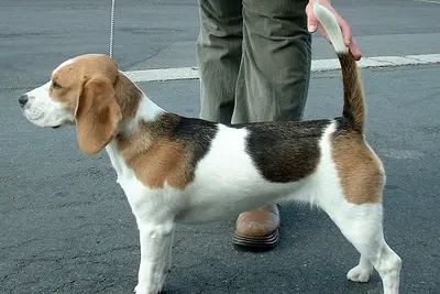 A Beagle