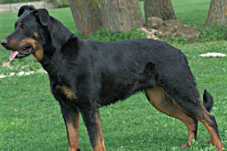 A Beauceron, a large dog of the herding group