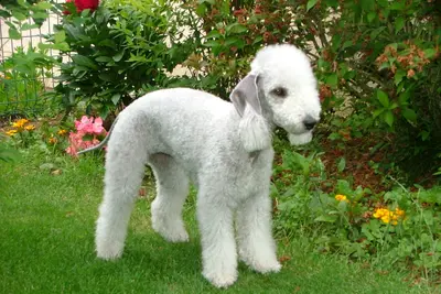 A Bedlington Terrier