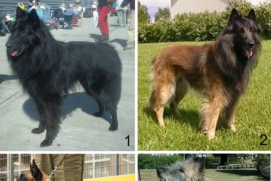 A Belgian Tervuren, a large dog of the herding group