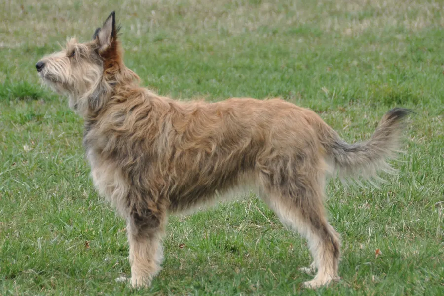 A Berger Picard, a large dog of the herding group