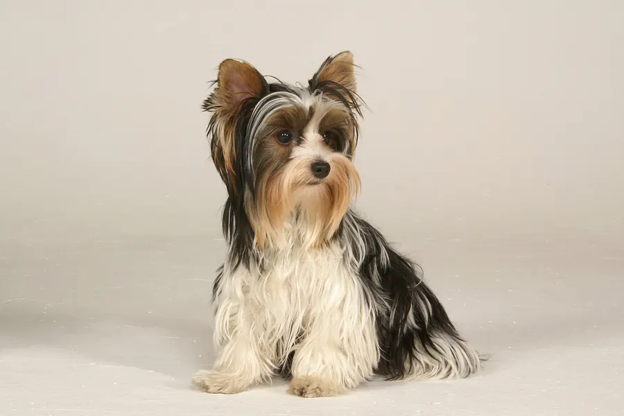 A Biewer Terrier, a toy dog of the miscellaneous class group