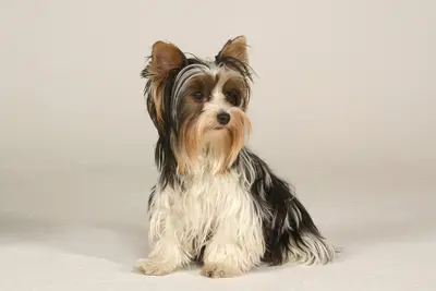 A Biewer Terrier