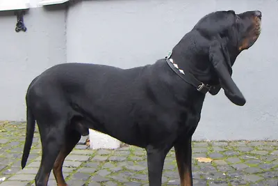 A Black and Tan Coonhound
