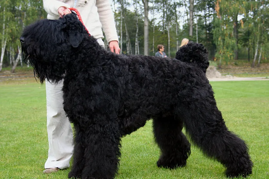 A Black Russian Terrier, a large dog of the working group