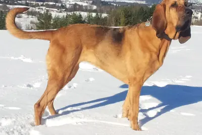 A Bloodhound