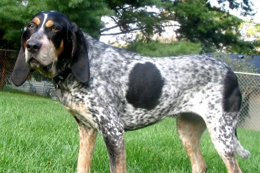 A Bluetick Coonhound, a large dog of the hound group