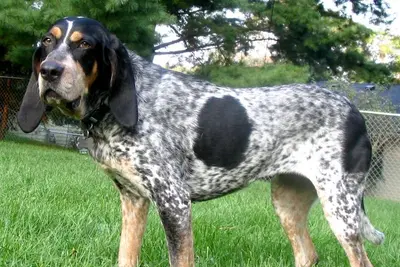 A Bluetick Coonhound