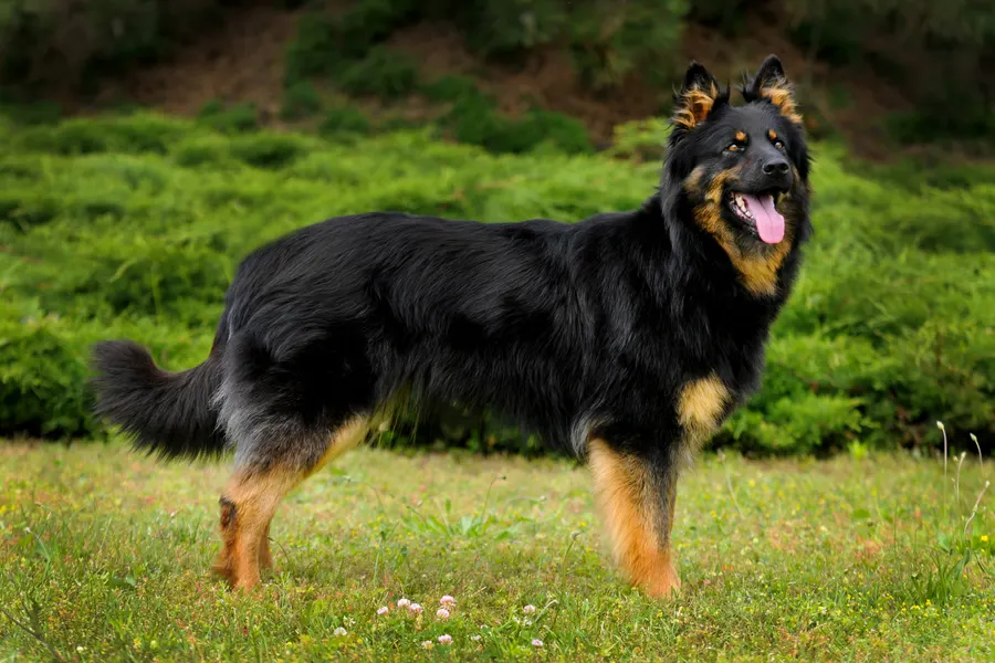 A Bohemian Shepherd, a large dog of the foundation stock service group