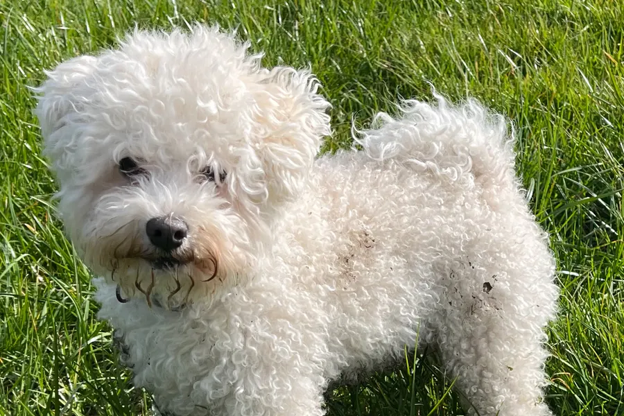 A Bolognese, a toy dog of the foundation stock service group