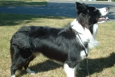 A Border Collie