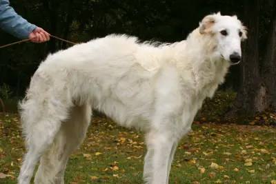 A Borzoi