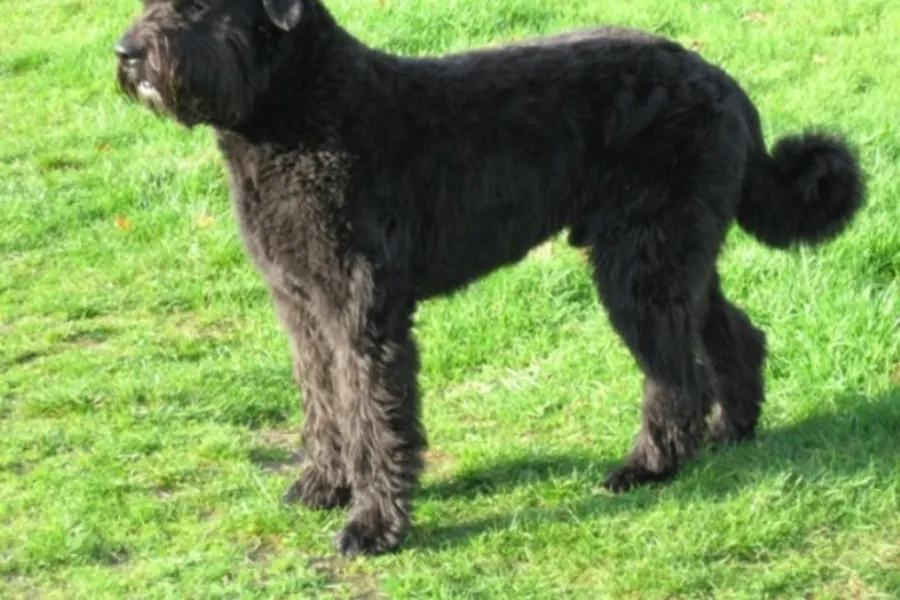 A Bouvier des Flandres, a large dog of the herding group