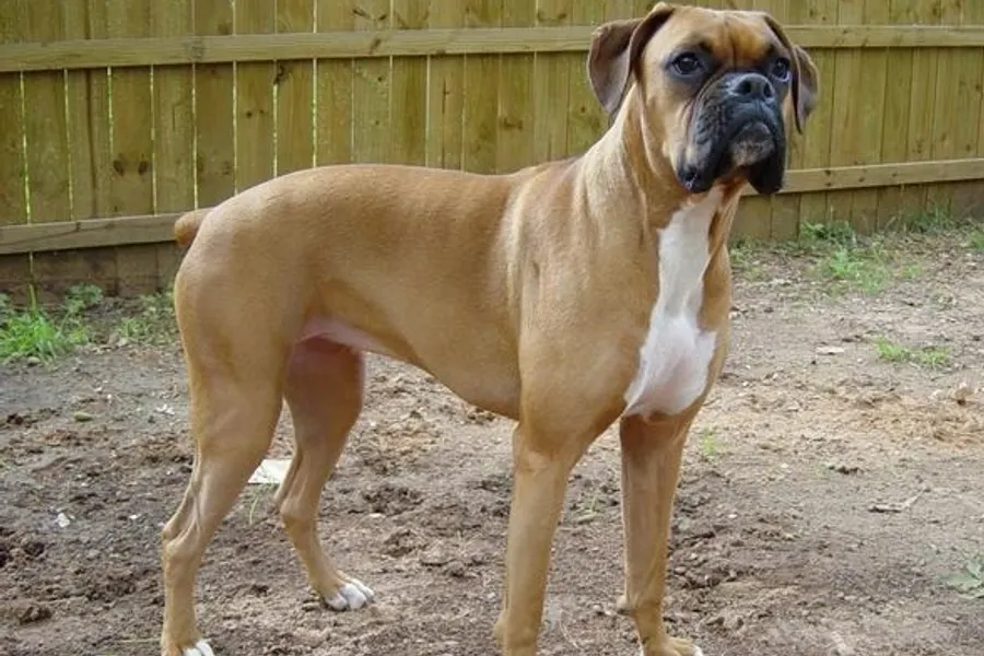 A Boxer, a large dog of the working group