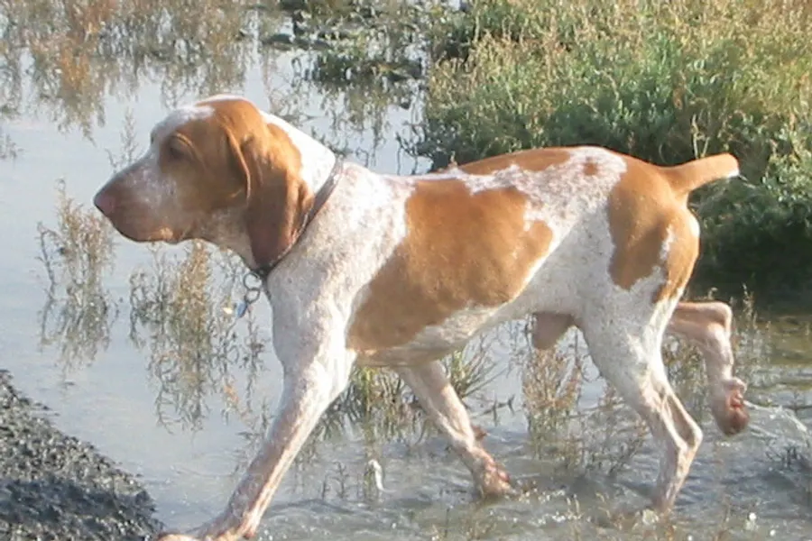 A Bracco Italiano, a large dog of the miscellaneous class group
