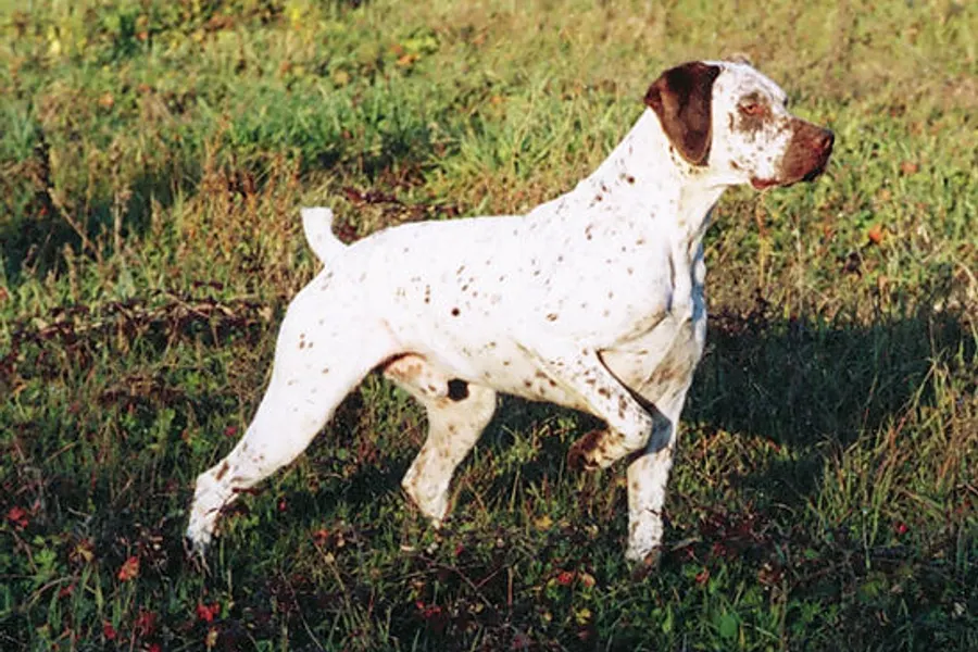 A Braque du Bourbonnais, a medium dog of the foundation stock service group