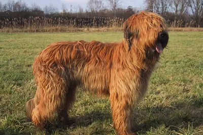 A Briard