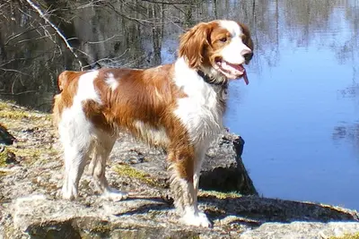 A Brittany