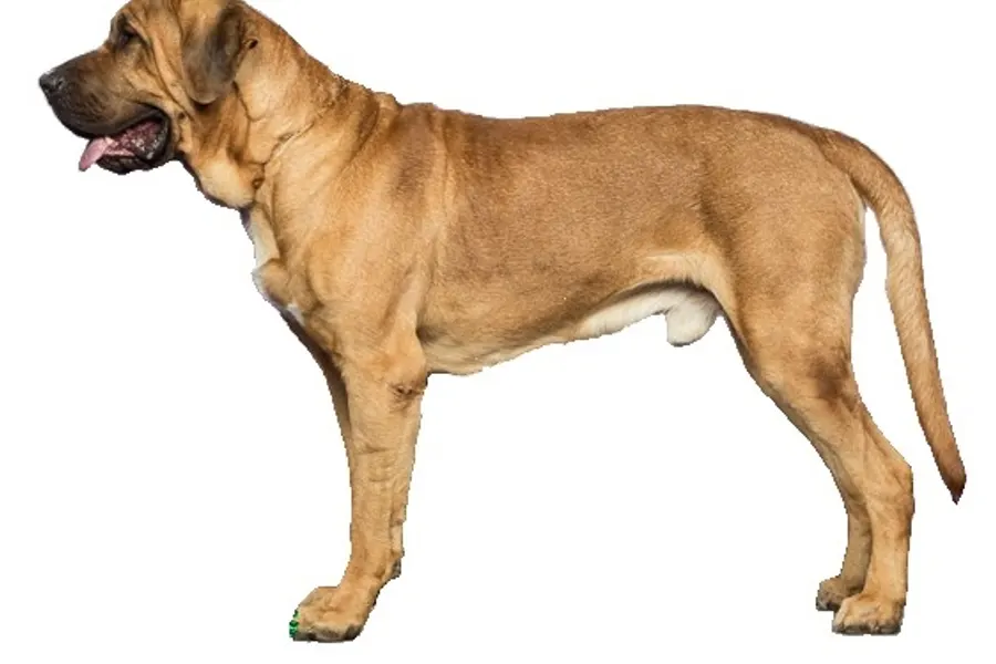 A Broholmer, a giant dog of the foundation stock service group