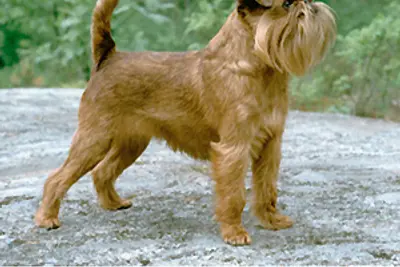 A Brussels Griffon