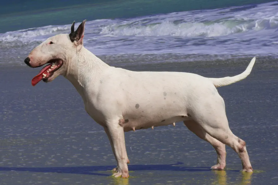 A Bull Terrier, a large dog of the terrier group