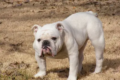 A Bulldog