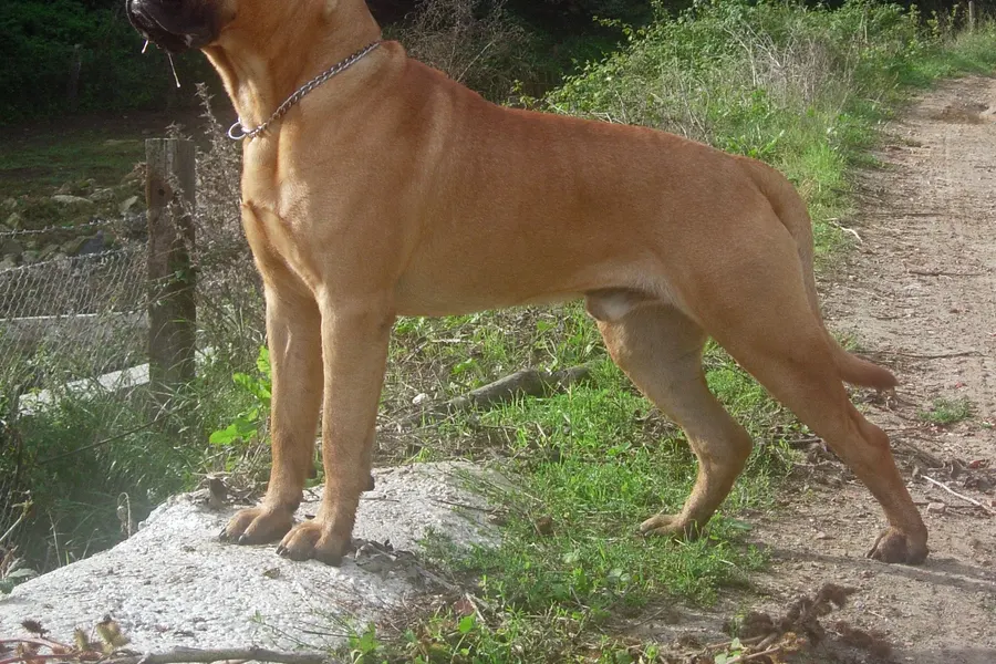 A Bullmastiff, a giant dog of the working group