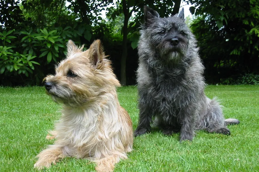 A Cairn Terrier, a small dog of the terrier group