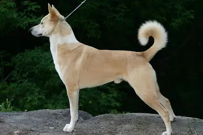 A Canaan Dog